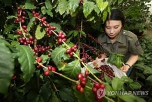 강릉산 커피를 아세요?…국내 커피 수확 시작