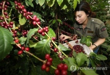 대관령 기슭에서 강릉산 커피 수확