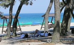 더위에는 시원한 솔밭이 최고