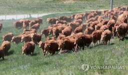 대관령 한우 첫 방목