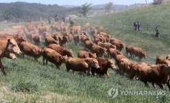 대관령 한우 첫 방목