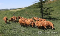대관령 한우 초원으로 외출 나왔어요