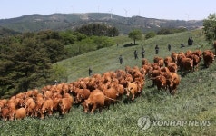 초원으로 외출 나왔어요…대관령 한우 첫 방목