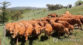 초원으로 외출 나왔어요…대관령 한우 첫 방목
