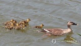 오리가족의 망중한