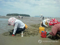 "변산반도 하섬갯벌에서 조개 잡으면 안 돼요"