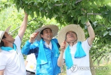 배 농사체험하는 새정치민주연합