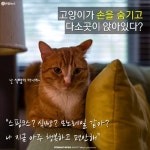 <카드뉴스> 야옹아, 너의 목소리가 들려