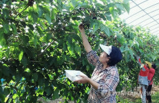 <카메라뉴스> 부안 참뽕 오디 맛보세요