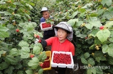 새콤달콤 산청 산딸기 수확