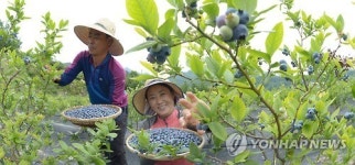새콤달콤 거창 블루베리 수확