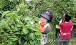 일손 부족한 매실농가 돕습니다