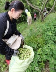일손 부족한 매실농가 돕습니다