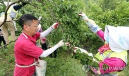 일손 부족한 매실농가 돕습니다