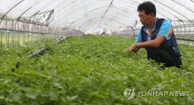 메르스 휴업, 학교 급식자재 납품 농가·업체 직격탄