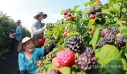 게르마늄 토양서 자란 함양 복분자 수확