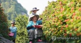 게르마늄 토양서 자란 함양 복분자 수확