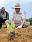 배추 모종 심는 문재인 대표