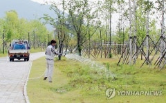 목마른 세종호수공원 초화