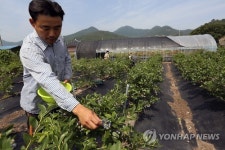 해남산 블루베리 출하…kg당 2만5천~3만원
