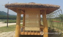 울산 태화강대공원에서 생산하는 억새발