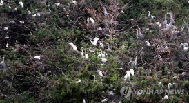 명물 백로떼 수백마리 불어나니 고역…청주 남中 골머리