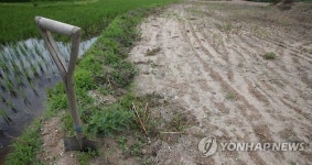 <르포> 강물은 찰랑찰랑, 논은 바짝바짝