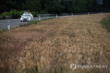 보리밭 구경하러 자유로 놀러오세요