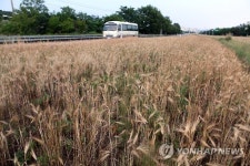 보리밭 장관인 임진각 인근 자유로