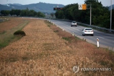 보리밭 장관인 임진각 인근 자유로