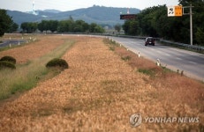 보리밭 장관인 임진각 인근 자유로