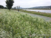 들꽃 활짝 핀 강변길