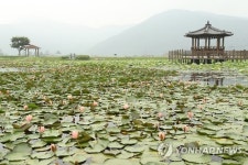 경남고성군 상리연꽃공원 연꽃 꽃망울 터뜨려…다음달 활짝