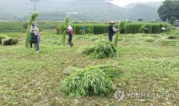 안동포 원료인 대마입니다