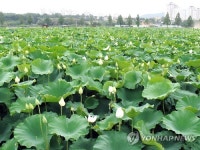 수원 당수시민농장 연꽃단지