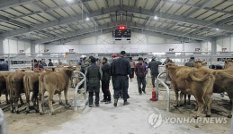 전국 5대 우시장 남원가축시장 새 단장