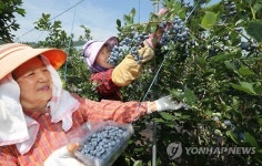  보랏빛 영양 하동 블루베리 수확