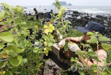 올레길에 멸종위기 황근 심어요