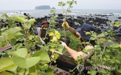 제주 올레길 멸종위기 황근 자생지 복원