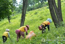 정선 곤드레 최고예요