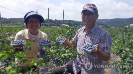 탐스러운 청원생명 블루베리
