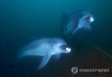 제주 바다에 돌아온 돌고래 태산·복순이