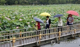 활짝 핀 전주 덕진공원 연꽃