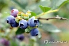영양 가득…정선 블루베리 수확 한창