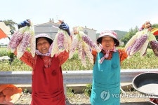 경남고성 월평리 찰옥수수 드세요