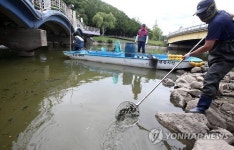 폭염 속 춘천 공지천 녹조식물 제거작업