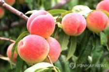 추억의 꿀맛! 소사 복숭아 내달 7일 부천서 축제