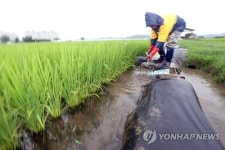 단비에 논두렁 정비