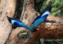 파랑새의 비행