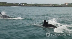 태산이와 복순이